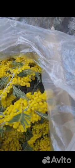 Мимоза цветы