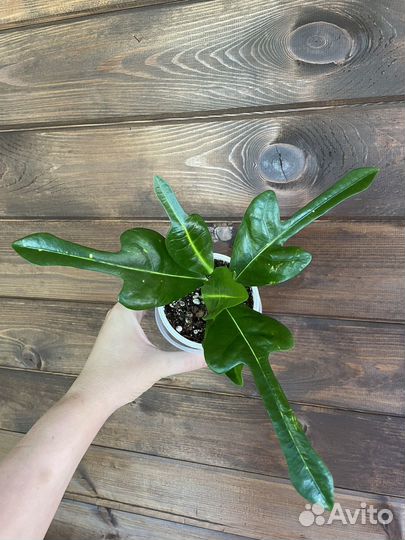 Кротон тайский