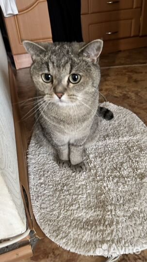 Дарю кота Буся