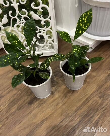 Кодиеум Кинг Голд