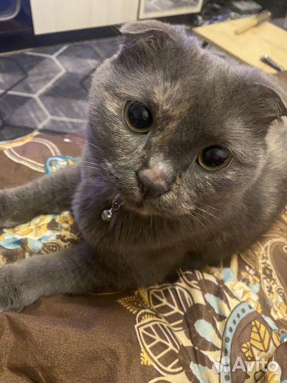 Британская