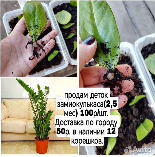 Замиокулькас