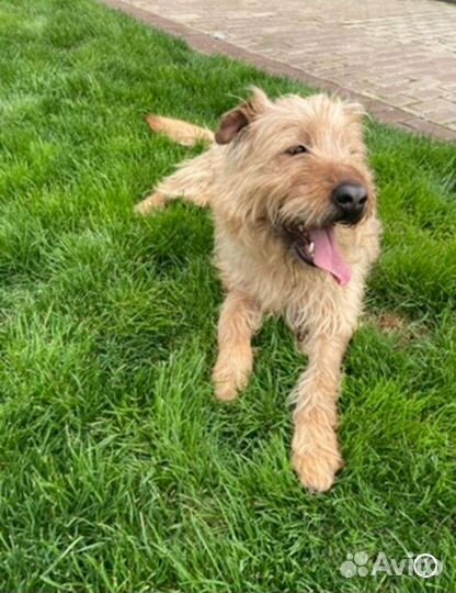 Пёс Барбос в добрые руки