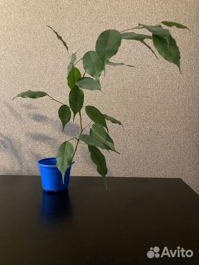 Фикус Бенджамина
