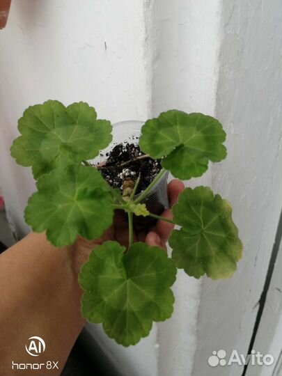 Пеларгония герань