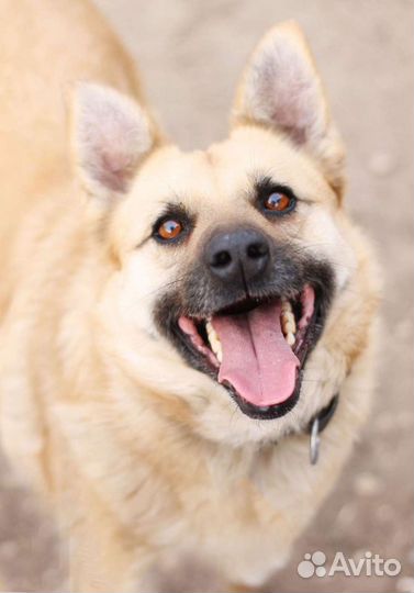 Собака Малыш