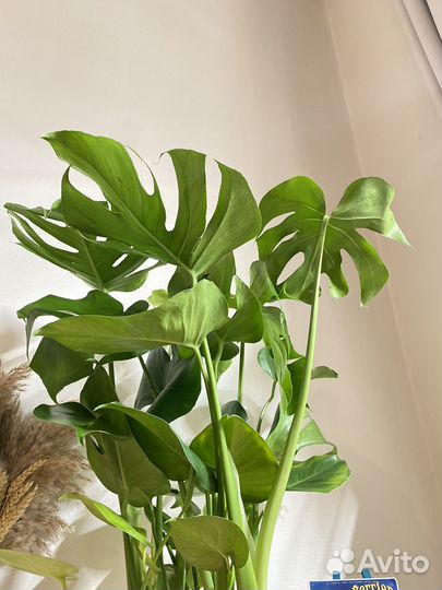 Монстера делициоза большая