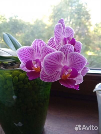 Орхидея Sogo Vivien вариегатная