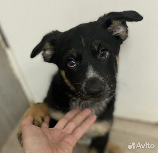 Солнышко. щенок в дар