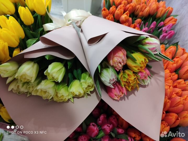 Тюльпаны эксклюзивные сорта к 8 марта