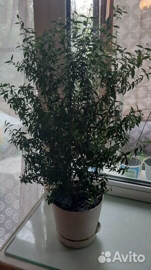 Миртовое дерево