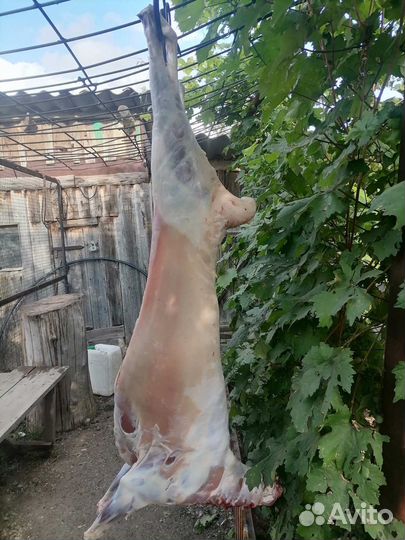 Баранина деревенская молодая
