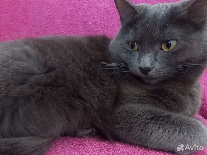 Сладкоголосая ласкушаТомочка