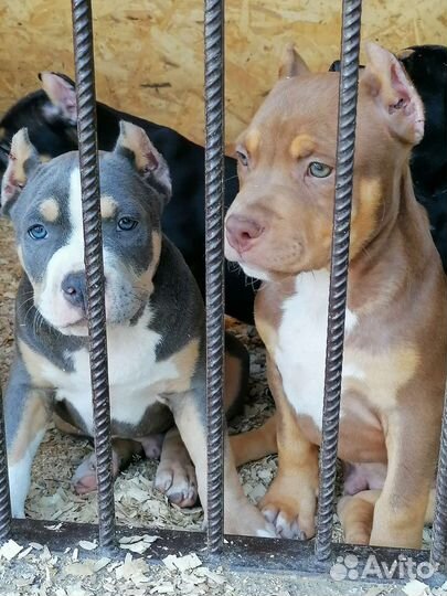 Американский булли xl, стандарт, покет