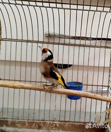 Птица щегол