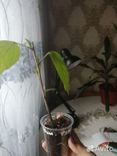 Гибискус красный