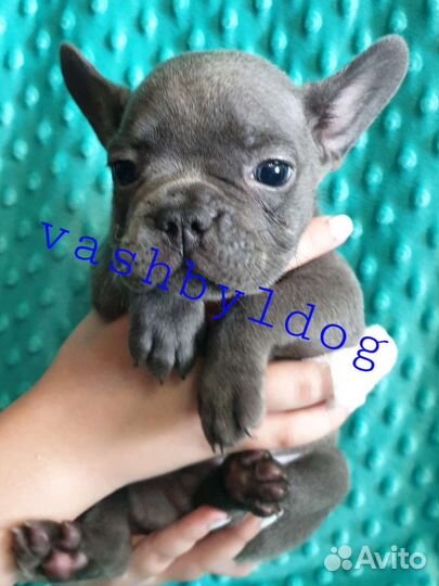 Французский бульдог, голубая девочка