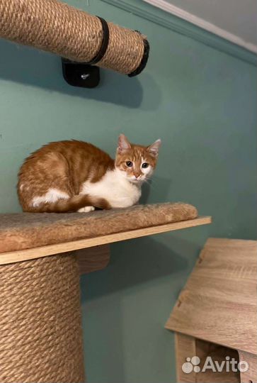 Котята в дар рыжие и трехцветка