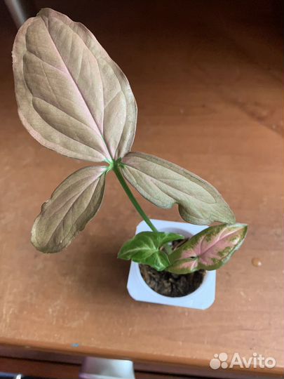 Сингониумы