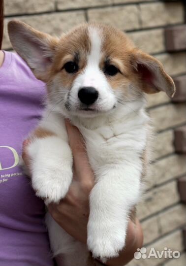 Вельш-корги пемброк