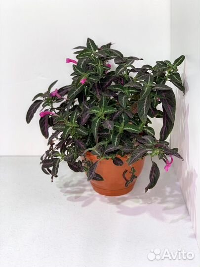 Руэллия Портеллы