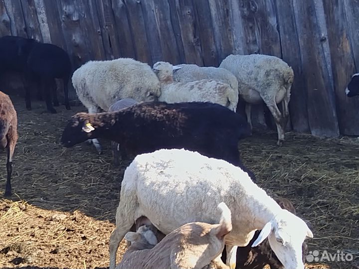 Овцы