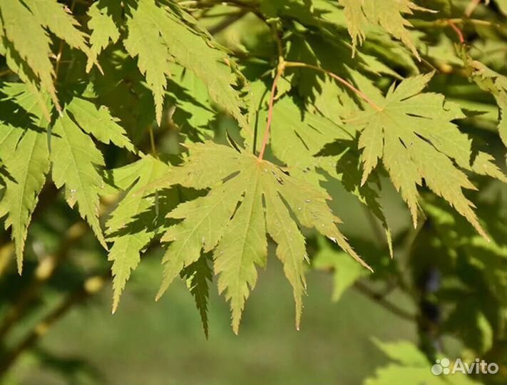 Клен ложнозибольдов 