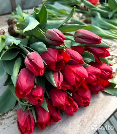 Тюльпаны к 8 марта