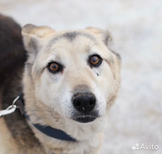 Пёс Сёма ищет хозяев