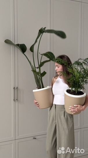 Стрелиция Николая, роскошное комнатное растение