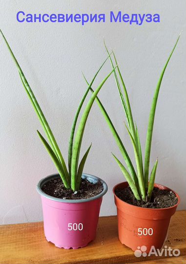 Сансевиерия