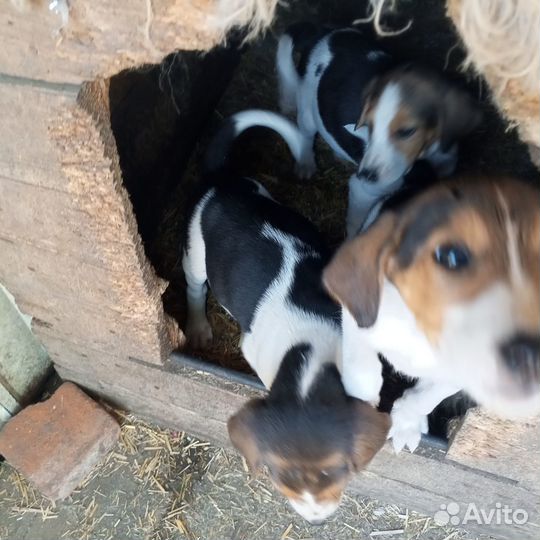 Щенки русской пегой гончей пгт Красная Яруга