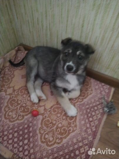 Хаски бесплатно