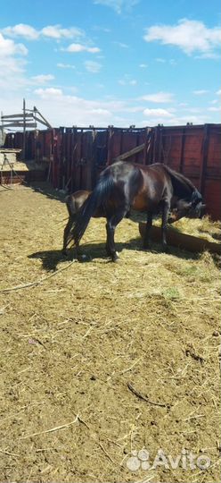 Кобыла с жеребенком