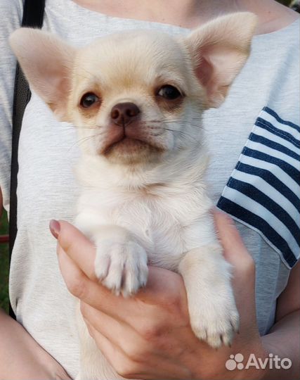 Щенки чихуахуа