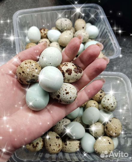 Яйца перепелиные домашние пищевые