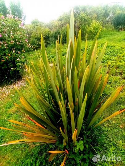 Пальма, Лен, Гортензия, Жасмин Самбак Аукуба