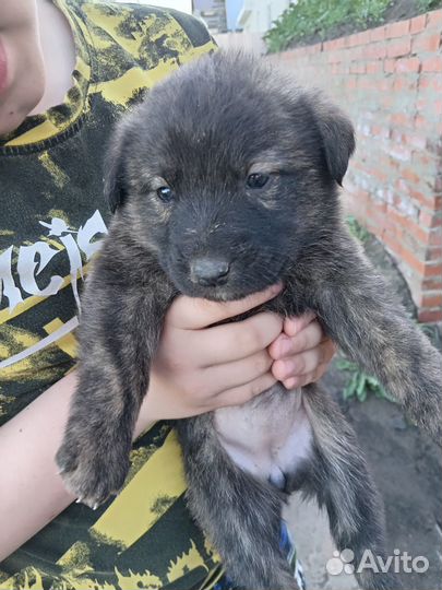 Щенки в хорошие руки