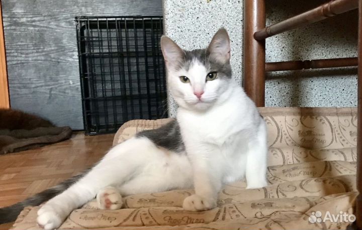 Кошечка Анютка ищет дом