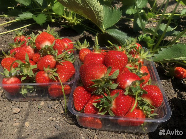 Рассада клубники Клери