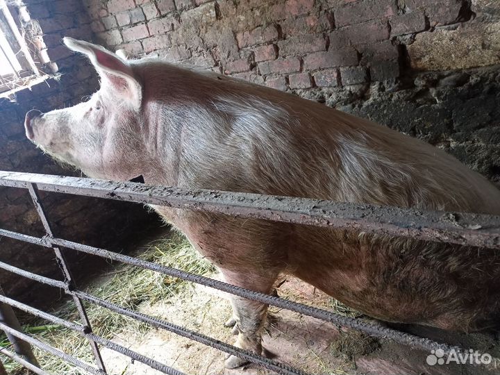 Хряк на племя