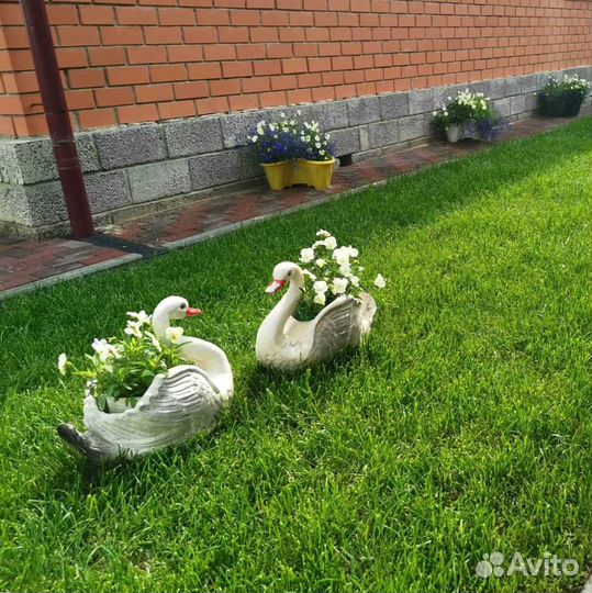 Газон. Рулонный газон