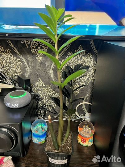 Черный Равен