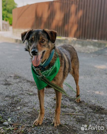 Собака в дар