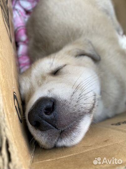 Щенки. Бесплатно