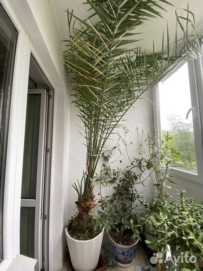 Финиковая пальма