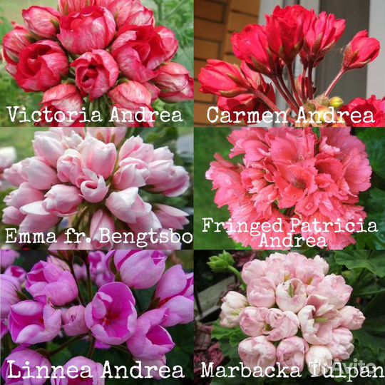 Розебудные и тюльпановидные пеларгонии