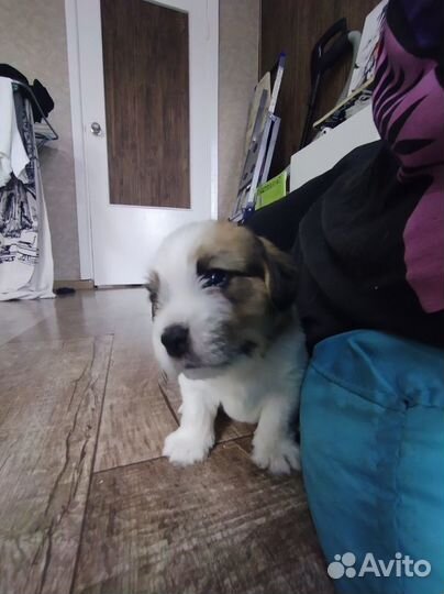 Щенок дрт+Бигль