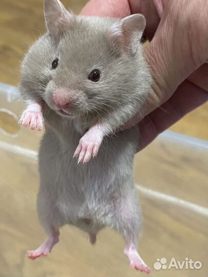 Сирийский хомяк малыш из питомника