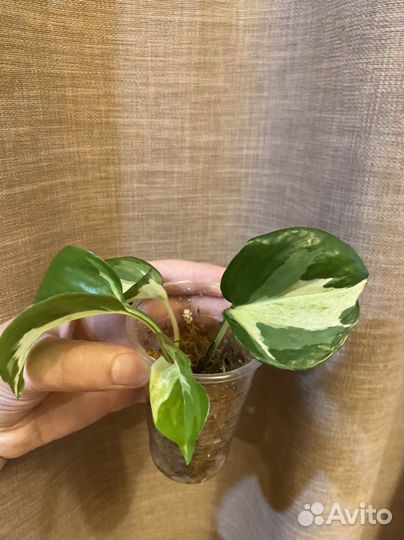 Сциндапсус эпипремнум сингониум